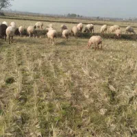 فروش بره و گوسفند|حیوانات مزرعه|تالش, جوکندان|دیوار