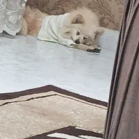 سگ پامر|سگ|کرمانشاه, |دیوار