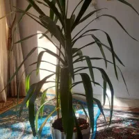 گلهای بسیار سالم و سرحال  فروش فوری