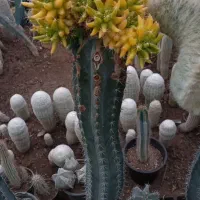 کاکتوس و گل و گیاه طبیعی|گل و گیاه طبیعی|تهران, شهید فکوری|دیوار