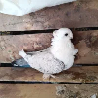 کبوتر|پرنده|گلپایگان, |دیوار
