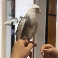 عروس هلندی نر گم شده شیرینی برای یابنده|حیوانات|قائمشهر, |دیوار