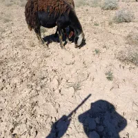 بره ماده ۴۳کیلو برای ۲۲میلیون