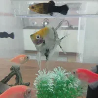 یک عدد ماهی آکواریومی انجل معاوضه با ماهی