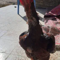 ۴ عدد خروس باری|حیوانات مزرعه|شاهین دژ, |دیوار
