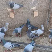 کبوتر نر|پرنده|شیراز, ارم|دیوار