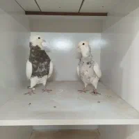 طوقی .کاکل.کبوتر