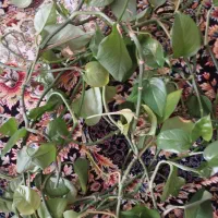 ارزان سرای خانگی گل رز|لوازم نظافت|مبارکه, |دیوار