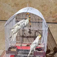 عروس هلندی مولد