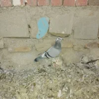 کبوتر مسافتی|پرنده|بجنورد, |دیوار