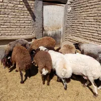 ۶ راس میش بره دار ..بره بزرگ
