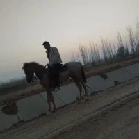 اسب سواری|اسب و تجهیزات اسبسواری|میاندوآب, |دیوار