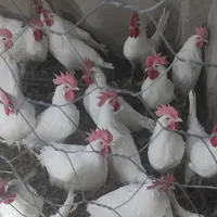 ۵۰ عدد خروس سه ماهه گوشتی