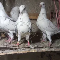 کبوتر کفتر مفت|پرنده|چالدران, |دیوار