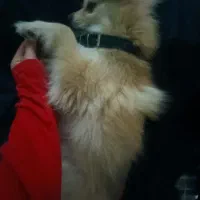 سگ گمشده در رضامحله|حیوانات|کلاچای, |دیوار