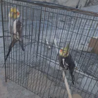 عروس هلندی