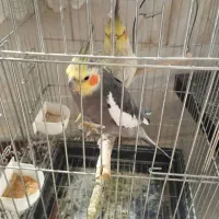 فروش۴عدد عروس هلندی