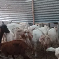 بز سانن دورگ مورسیا سانن