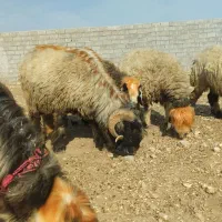 نرمیش