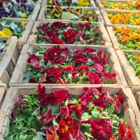 بنفشه بذر F1 خارجی ( هلندی ) جعبه ای|گل و گیاه طبیعی|تهران, عباسآباد|دیوار