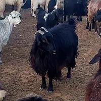 بز گله ای|حیوانات مزرعه|شیراز, باغ تخت|دیوار