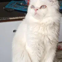 گربه پرشین نژاددار اصل
