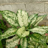 فروش انواع گل‌های آپارتمانی با بهترین کیفیت