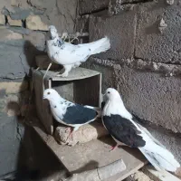 کبوتر فیت