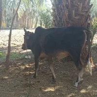 گاو نر فروشی|حیوانات مزرعه|پیپ, |دیوار