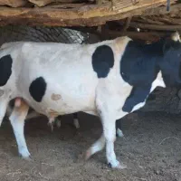 گاوساله نر