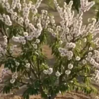 باغ