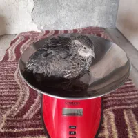 فروش فوری بلدرچین|حیوانات مزرعه|سرپل ذهاب, |دیوار