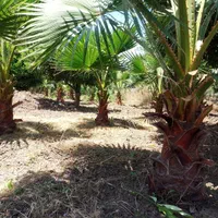 پالم واشنگتن|گل و گیاه طبیعی|رودسر, |دیوار