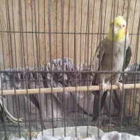 عروس هلندی سخنگو نر|پرنده|خلخال, |دیوار