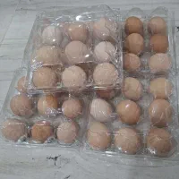 تخم مرغ محلی با بهترین کیفیت دان
