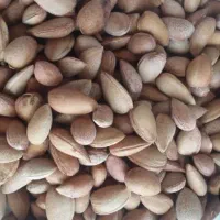 بادام کوهی یاهمون الوک