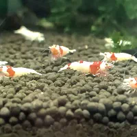 میگو شریمپ خاص پی ار ال