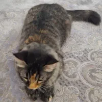 گربه واگذاری|گربه|شهریار, شهریار|دیوار