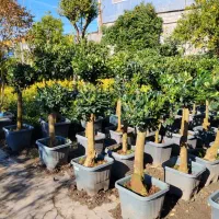 یاس هلندی پیوندی توپی