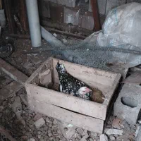 ۲عدد مرغ لاری چیل|حیوانات مزرعه|بابل, |دیوار