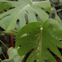 گل تنه درختی|گل و گیاه طبیعی|بروجرد, |دیوار