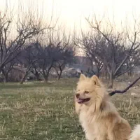 سگ نر|سگ|اردبیل, |دیوار