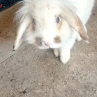 واگذاری ۳عدد خرگوش لوپ