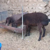 ۲عدد میش نژاد همو خونگیری شده|حیوانات مزرعه|وراوی, |دیوار