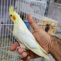 عروس هلندی لوتینو رام دستی|پرنده|شیراز, شهرک گلستان|دیوار