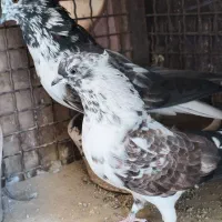 جفت قاره دم سفید کاکلی