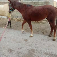 اسب قدبلند۵ساله|اسب و تجهیزات اسب‌سواری|ارومیه, |دیوار