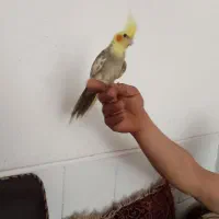 عروس هلندی