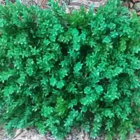 شمشادمصنوعی دیواری