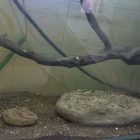 آکواریوم|ماهی|قزوین, |دیوار